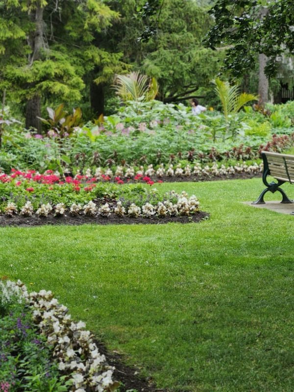 Blooming red and white flower beds with manicured lawn in a lush backyard garden design