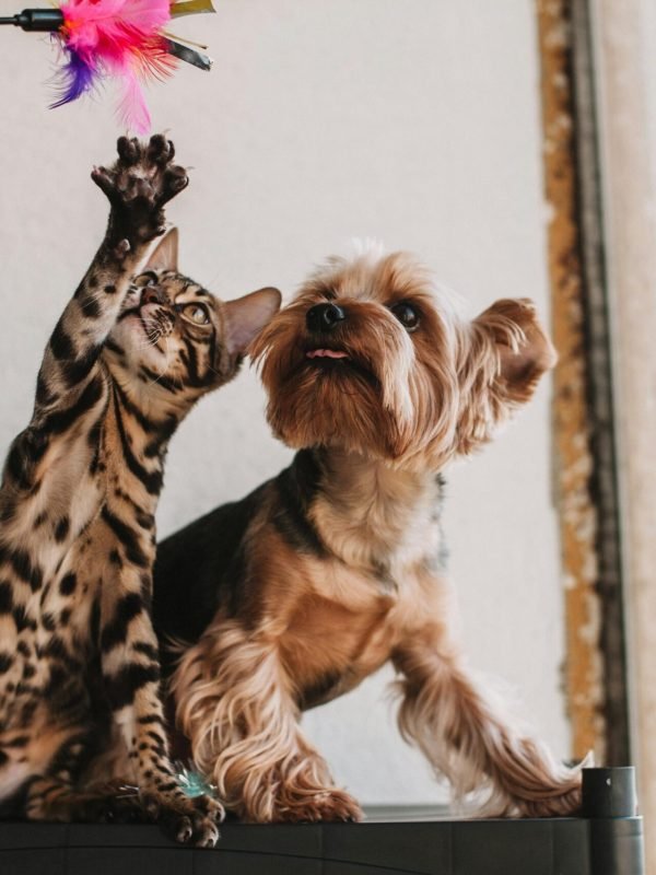 Interactive feather wand toy entertaining Bengal cat and Yorkshire Terrier simultaneously
